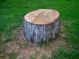  North Bonneville, WA Tree Care Pros