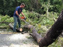 Best Tree Health Inspection  in North Bonneville, WA
