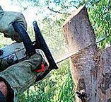 Best Tree Disease Treatment  in North Bonneville, WA