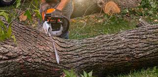 Best Lawn Renovation and Restoration  in North Bonneville, WA