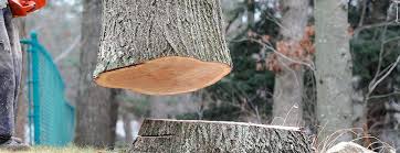 Best Storm Damage Tree Cleanup  in North Bonneville, WA