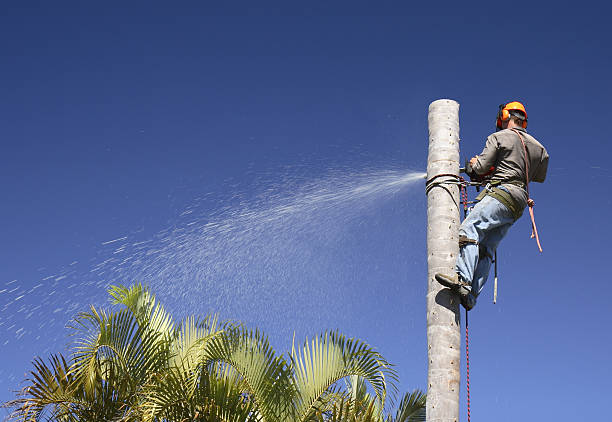 Trusted North Bonneville, WA Tree Care Experts