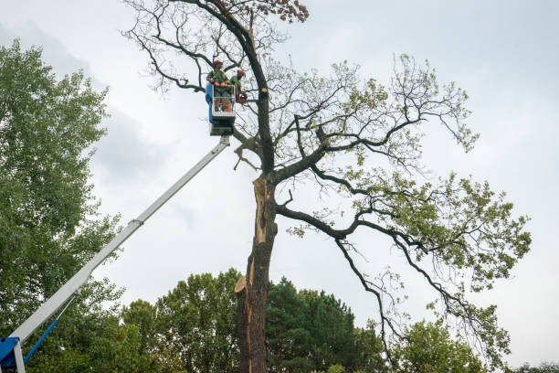 Best Tree Mulching  in North Bonneville, WA