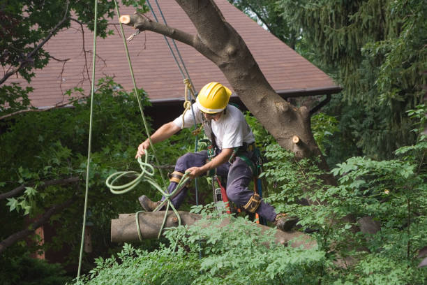How Our Tree Care Process Works  in  North Bonneville, WA