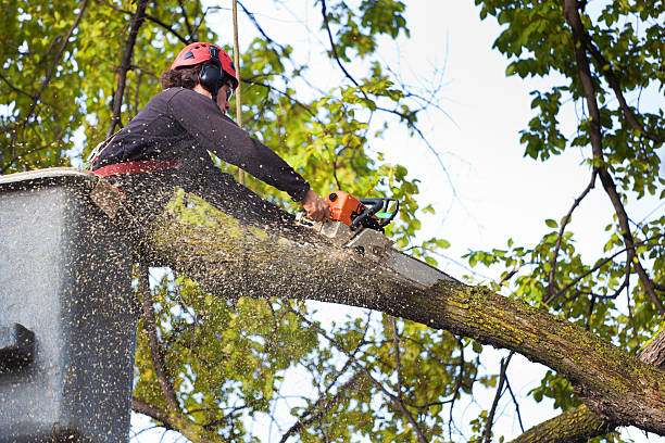 Best Lawn Pest Prevention  in North Bonneville, WA
