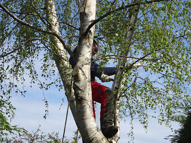 Lawn Maintenance Plans in North Bonneville, WA