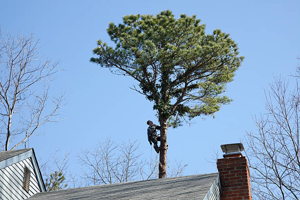Best Tree Risk Assessment  in North Bonneville, WA